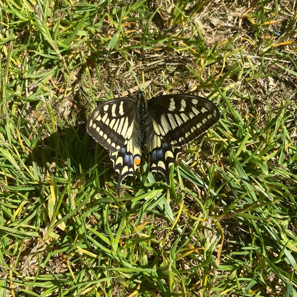 Meet your Posher, Nora - Picture 1 of 1